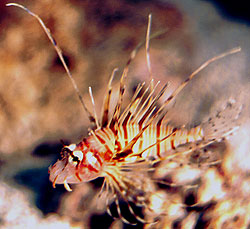 Pterois volitans