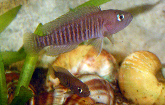 Neolamprologus multifasciatus