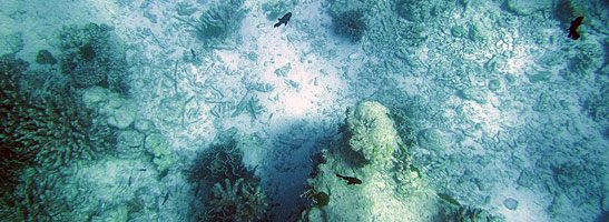 Dødt koralrev