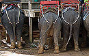 Elefanter i Thailand
