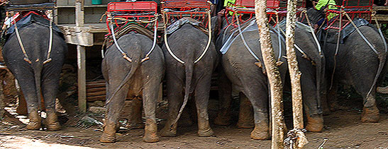Elefanter ved Khao Sok i Thailand