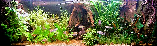 168 liter akvarium april 2008