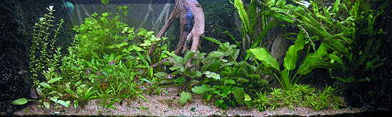 Mit 168 liters akvarium november 2009