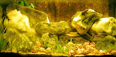 Mit 85 liters Tanganyika-akvarium