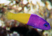 Pseudochromis paganellae