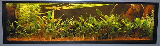 Mit 40 liters akvarium med Danio margeritatus