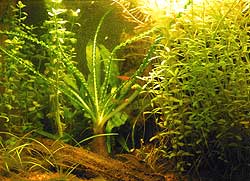 Mit 9 liters nanoakvarium