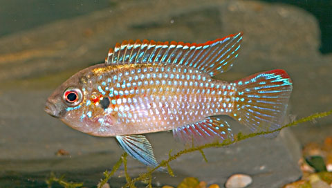 Anomalochromis thomasi