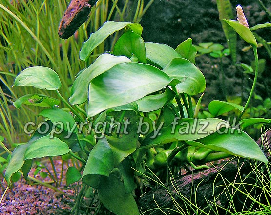 Anubias barteri var. nana