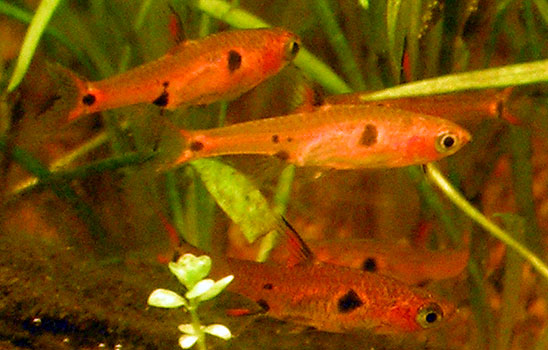 Boraras maculatus