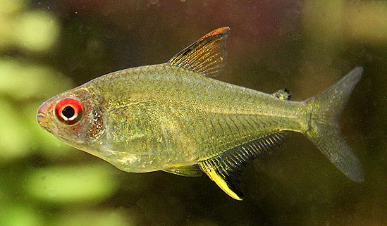 Hyphessobrycon pulchripinnis - Citrontetra