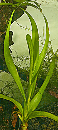 Crinum thaianum