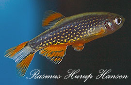 Danio margeritatus - han