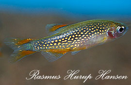 Danio margeritatus - hun