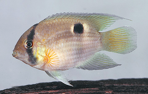 Cleithracara maronii