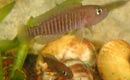 Neolamprologus multifasciatus