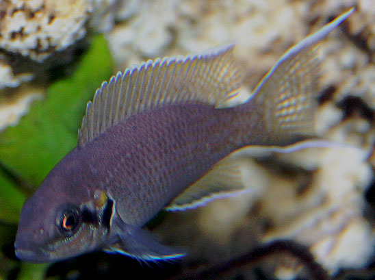 Neolamprologus brichardi - Prinsessen af Burundi