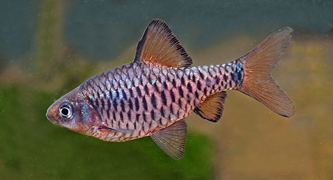 Puntius oligolepis