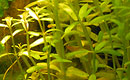 Rotala rotundifolia