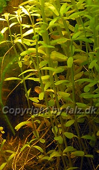 Rotala rotundifolia