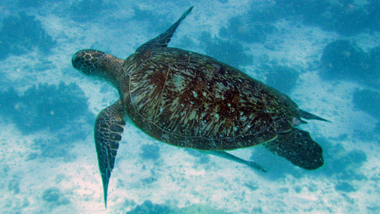 Havskilpadde ved Similan Island