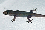 Gekko