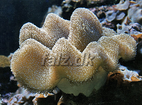 Sarcophyton latum