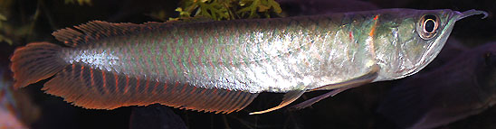 Arowana