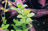 Bacoba caroliniana