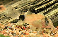 Corydoras panda