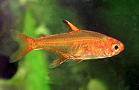 Hyphessobrycon amandae