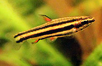 Nannostomus marginatus