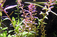 Rotala rotundifolia