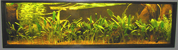 40 liters akvarium juni 2007