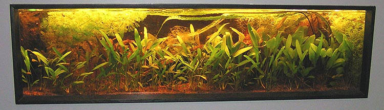 40 liters akvarium juli 2007