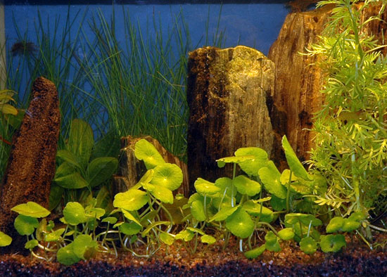 Mit 9 liters nanoakvarium i 2006