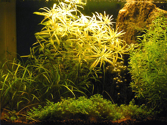 Mit 9 liters nanoakvarium i 2004