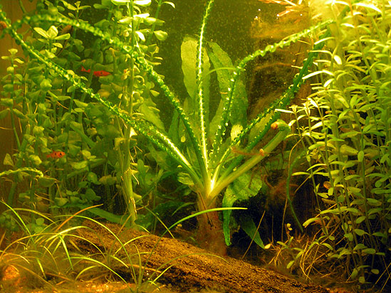 Mit 9 liters nanoakvarium i 2005