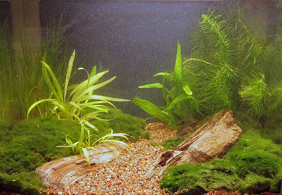 Mit 9 liters nanoakvarium i 2011