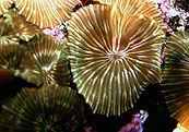 Actinodiscus spec.