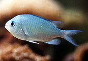 Chromis viridis