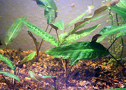 Cryptocoryne affinnis