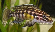 Julidochromis marlieri