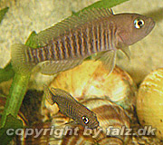 Neolamprologus multifasciatus