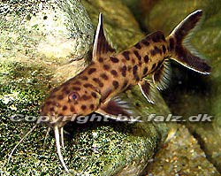 Synodontis petricola