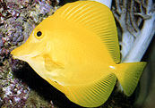 Zebrasoma flavescens