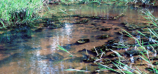 Mun River løber ud i Mekong River